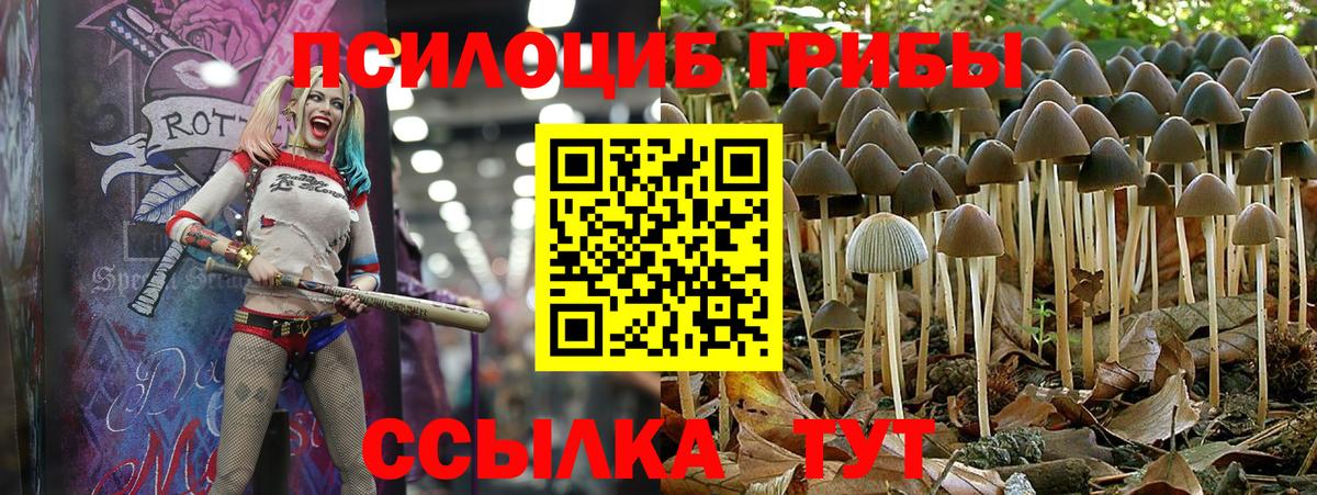 Псилоцибиновые грибы Psilocybe Клин